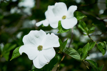 Weiße Blüten des Blumenhartriegel im Frühling