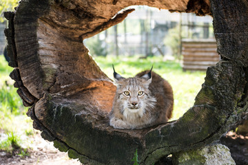 Fototapeta na wymiar Lynx in green forest with tree trunk. Wildlife scene from nature. Sunny summer day.