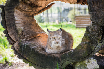 Lynx in green forest with tree trunk. Wildlife scene from nature. Sunny summer day.