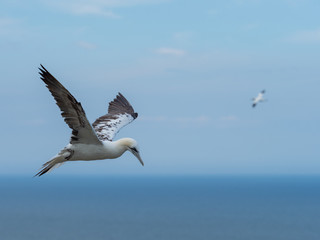Fototapeta na wymiar Northern gannets hovering on cliff tops.