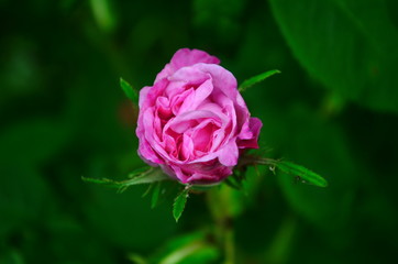 Lovely and romantic blooms of the Tea rose in the garden