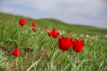 The picturesque spring flowering of wild dwarf tulips in the Kalmyk steppes.