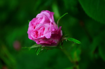 Lovely and romantic blooms of the Tea rose in the garden