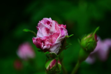 Lovely and romantic blooms of the Tea rose in the garden