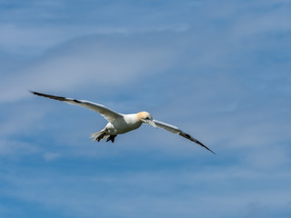 Northern gannets hovering on cliff tops.