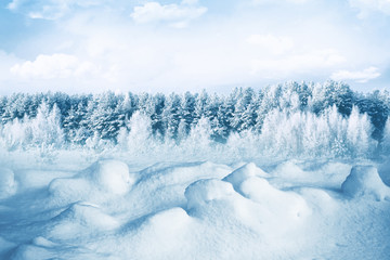  Frozen winter forest with snow covered trees.