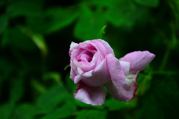 Lovely and romantic blooms of the Tea rose in the garden