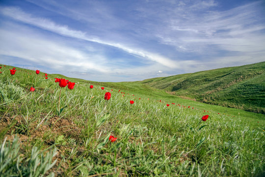 The picturesque spring flowering of wild dwarf tulips in the Kalmyk steppes.