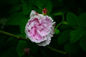 Lovely and romantic blooms of the Tea rose in the garden