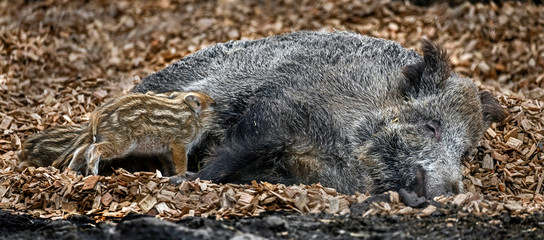Wild sow and her piglets on the splinters. Latin name - Sus scrofa	