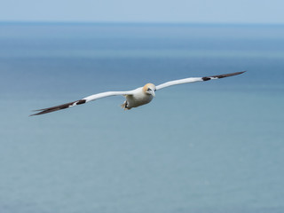 Northern gannets hovering on cliff tops.
