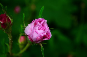 Lovely and romantic blooms of the Tea rose in the garden