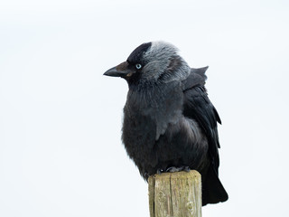 Jackdaw ( Corvus monedula ) perched on a post