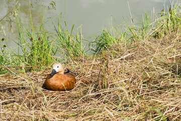 Single Mandarin Duck Bird in River Territories During Spring Nesting Period