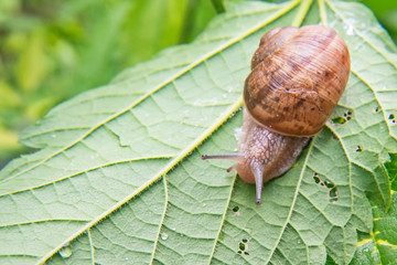 Snail on the green leaf