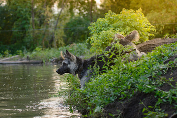 Wet German Shepherd playing on the water at sunset in the rays of the sun