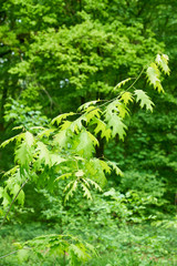  Frisches Grün im Frühlings-Laubwald 