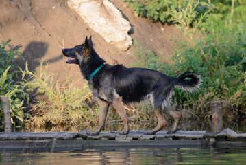 Wet German Shepherd playing on the water at sunset in the rays of the sun