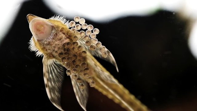 Nice macro video where wildfish (the male of the Sturisoma panamense) is caring for his live baby embrions in caviar which are 3 days old only.
