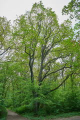  Frisches Grün im Frühlings-Laubwald 