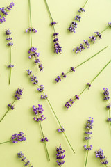 Lavender flowers pattern on a green background. Top view