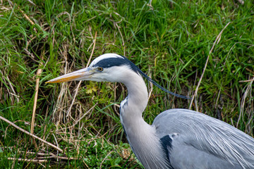 Grey heron (Ardea cinerea) hunting a common newt (Lissotriton vulgaris) in shallow river water