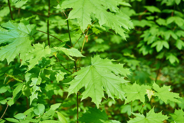 Fototapeta premium Frisches Grün im Frühlings-Laubwald 