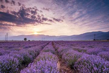 Plakat Lavender flower field at sunset.