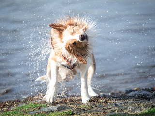 Bordercollie Hündin ist am See schwimmen und schüttelt sich