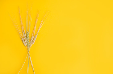 Obraz premium ear of wheat on a yellow background. wheat. ears