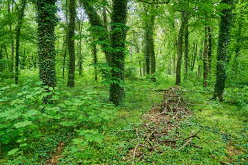  Frisches Grün im Frühlings-Laubwald 