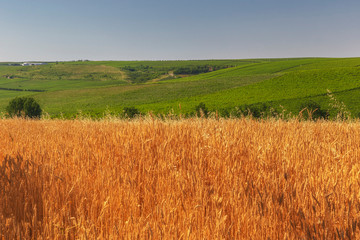 Wheat field, grape plantations and blue sky