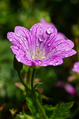 Wild mallow after rain