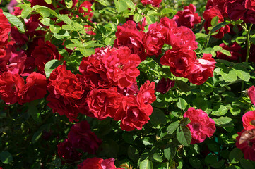 Bush of the red rose at year term of time