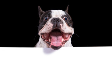 Funny face of french bulldog with white copy space