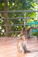 Monkey sitting on the floor at top of Tang Kuan Hill, Songkhla, Thailand.