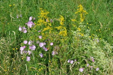 bunte Mischung aus Wildblumen in einer Wiese