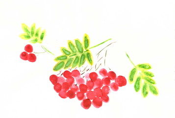 Drawing with watercolors: A bunch of rowan with red berries and yellow leaves.