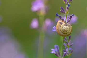 Small snail on the lavender grass stem. Macro shot. © stone36