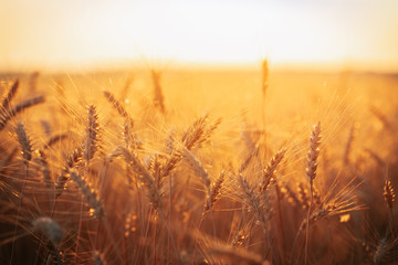 Golden wheat ears on a field against  bright sunset light. © stone36