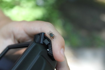 Hand/finger with Fly