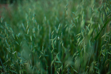 Obraz premium photo from a wheat field in late summer. Combine harvester is ready to assemble the body. Wheat is a grass, processed for its seed. grain - a small, solid, dry seed harvested for humans, animal consum