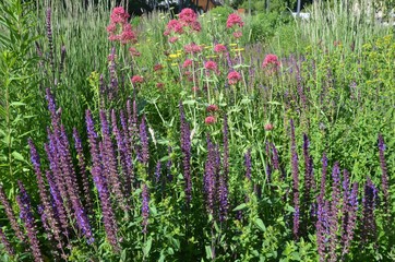 Spornblumen mit Salbei in bunt blühendem Sommergarten