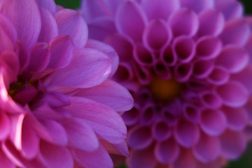 closeup of pink dahlia