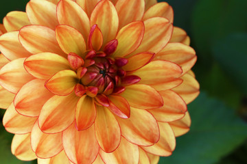 closeup of a red dahlia