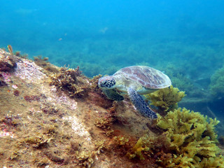 Fototapeta na wymiar Turtle from tropical sea