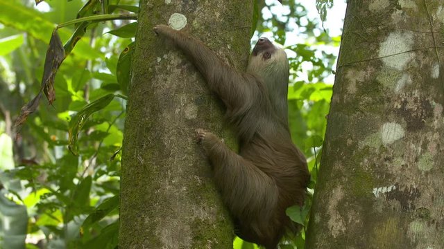 Close-up low-angle still shot of an adult lazy funny sloth hugging and hanging on a tall tropical rainforest jungle tree trunk, Central America