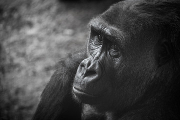 gorilla head portrait