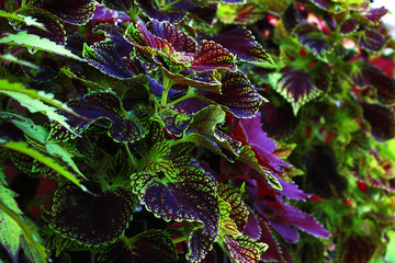 Beautiful leaves of flowers of different colors, flowers, background