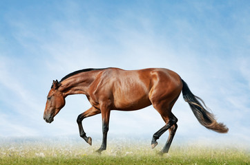 Bay horse in the field